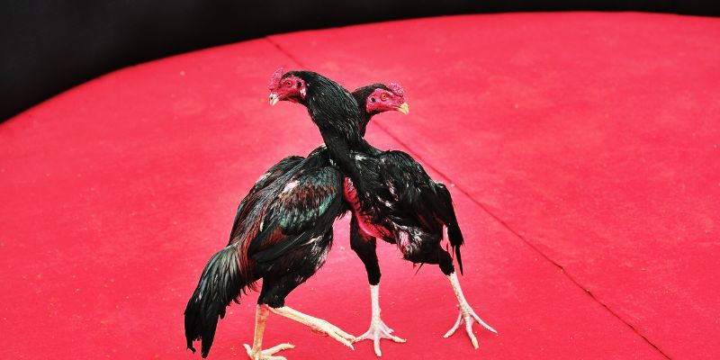 Khám phá chuyên mục đá gà Dwin nổi tiếng