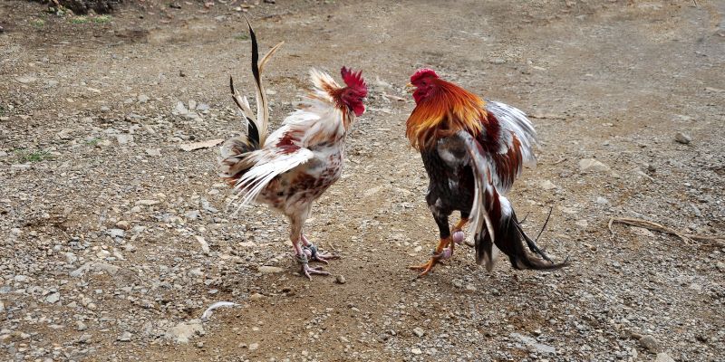 Kinh nghiệm chơi đá gà Dwin luôn thắng